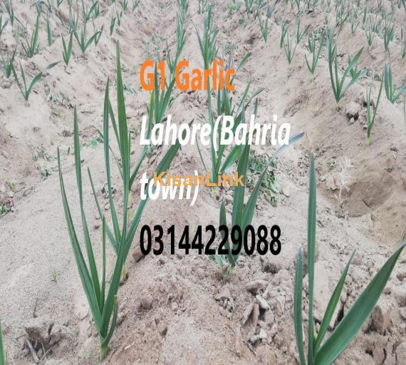 G1 Garlic / Elephant Garlic for booking and sale