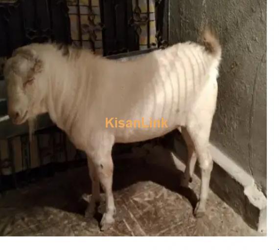 Goats For Sale