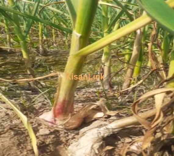Garlic fresh A1 for sale in mailsi
