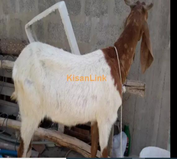 Goats For Sale