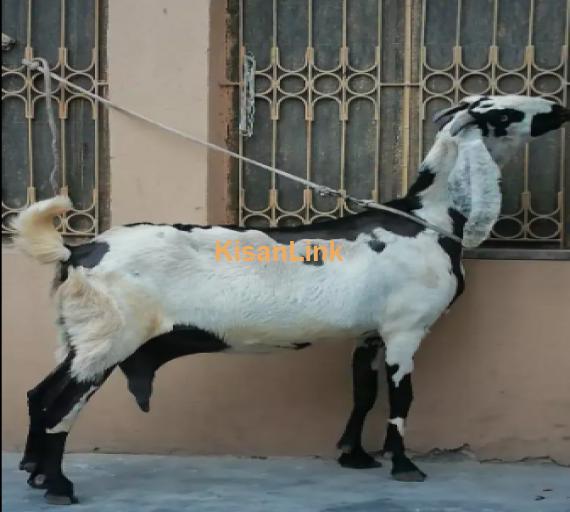 Goats For Sale