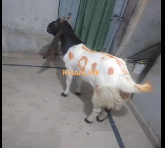 Goats For Sale