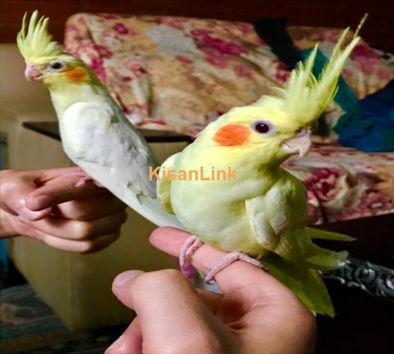 Fully Hand Tamed and Trained Cocktail pairs. Very friendly healthy active Never Bites.