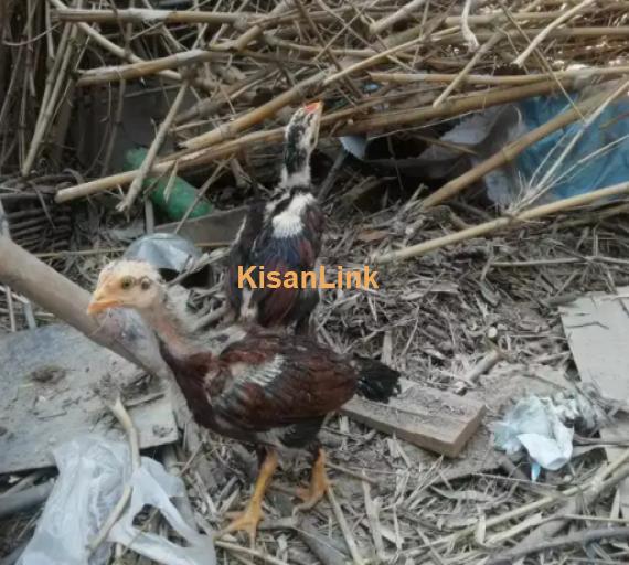 Bangum aseel chicks for sale