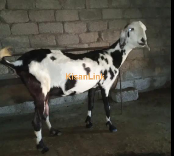 Goats For Sale