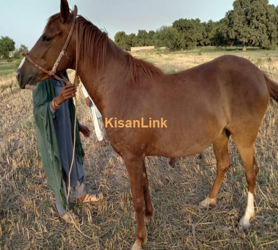 A female beautyful horse for sale