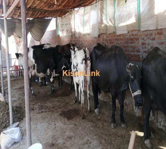 8 doodh dny waly janwar with 4 bachy for urgent sale avaliable in good price