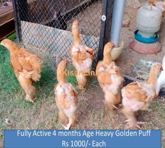 Heavy Golden Puff Chicks