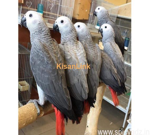 African grey parrots