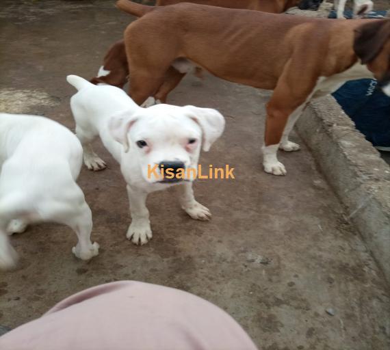 Boxer Dog Puppies available.