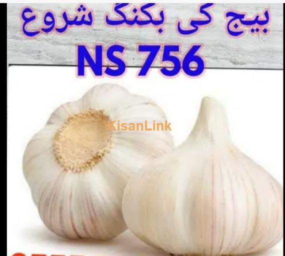 Garlic NS 756 Seed