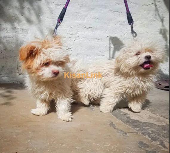 Maltese dogs pair of 5 months
