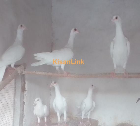 PIGEONS FOR SALE