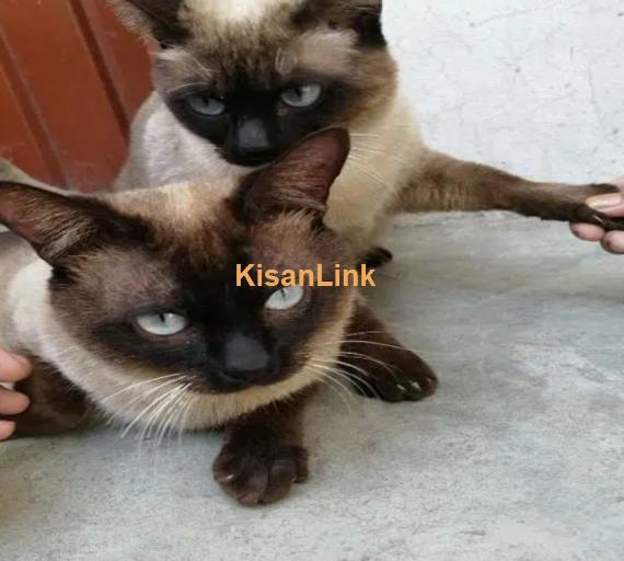 Siamese Cat Pair