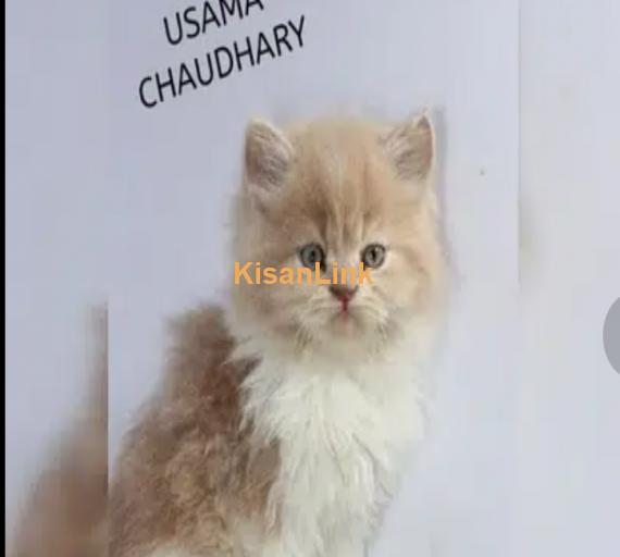 persian cat kitten bi-colour beauties available for sale