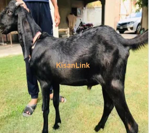 Pure Amritseri Beetal khasi Bakra age 14 months alive weight 50-60 KG -  Kisanlink