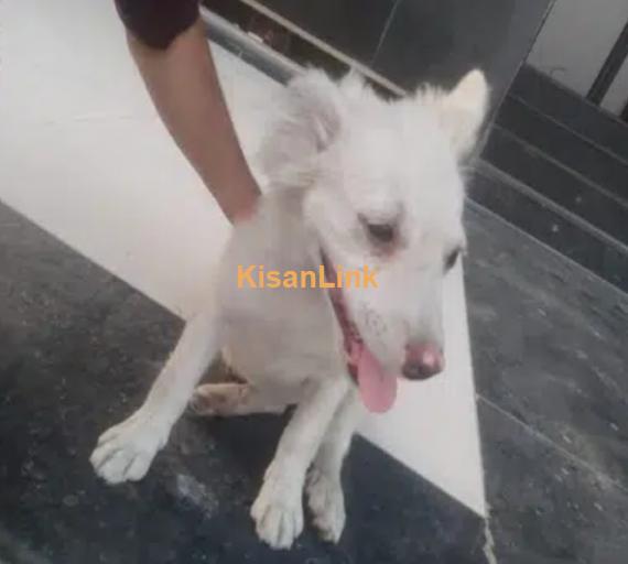 Russian Dog for sale - Kisanlink