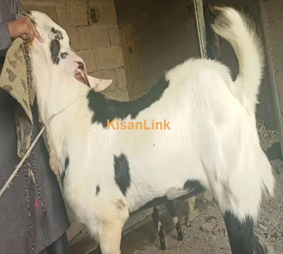 goat breeder for sale for qurbani
