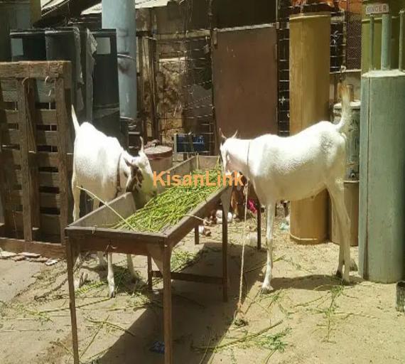 Goats for sale (pair)