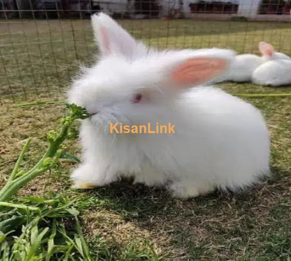 English Angora Rabbits - 100% Pure Breed For sale -Fluffy Rabbit Breed