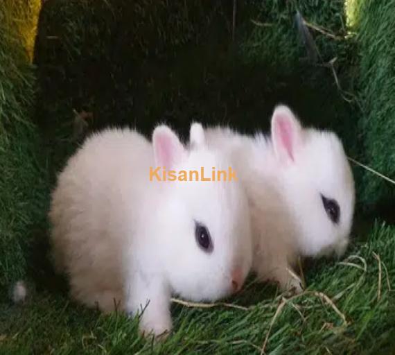 Hotot Dwarf Bunnies Rabbits Imported Pet