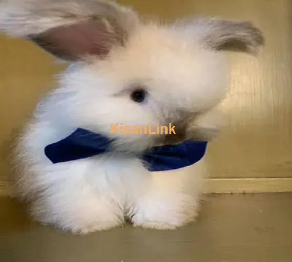 English Angora Fancy Rabbits Khargosh as a Pet