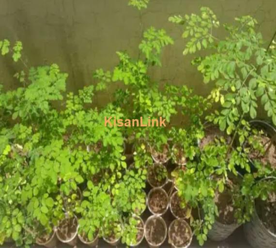 Plant your own miracle tree of Moringa (Sohanjna) with quality seeds