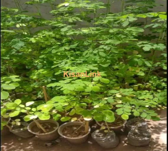 Plant your own miracle tree of Moringa (Sohanjna) with quality seeds