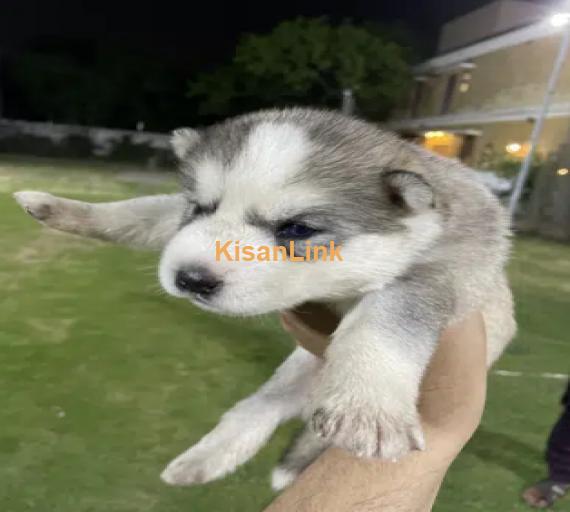 Husky puppies for sale in lahore