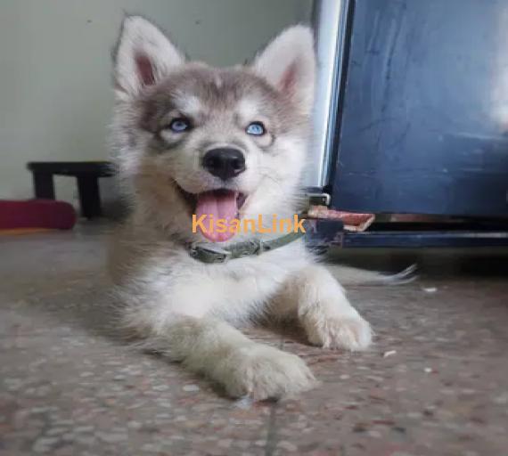 Siberia Husky Puppy