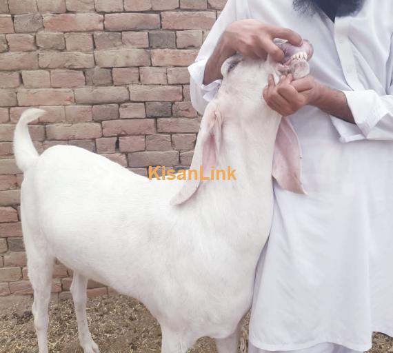 Qurbani Goat