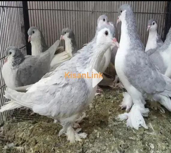American Fantails & Lahori Shirazi Imported Fancy Pigeons Available