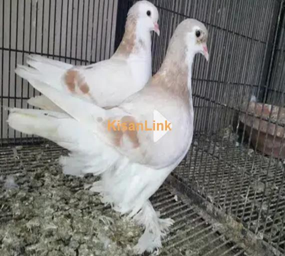 German Line Cream Bar Lahori Fancy Pigeons Available