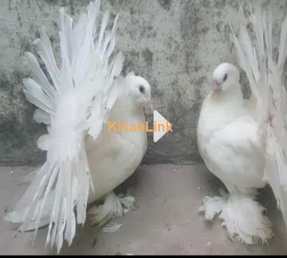 Lahori Shirazi n American Fantails Imported Fancy Pigeons Online