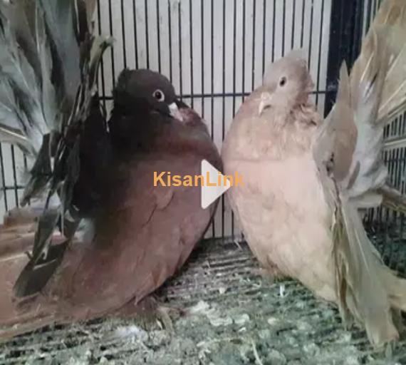 Lahori Shirazi n American Fantails Imported Fancy Pigeons Online
