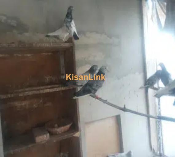 Aseel / Asmaani Kabootar (Pigeon for Sale) - Multan