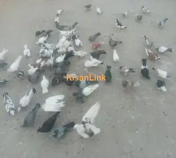 Aseel / Asmaani Kabootar (Pigeon for Sale) - Multan
