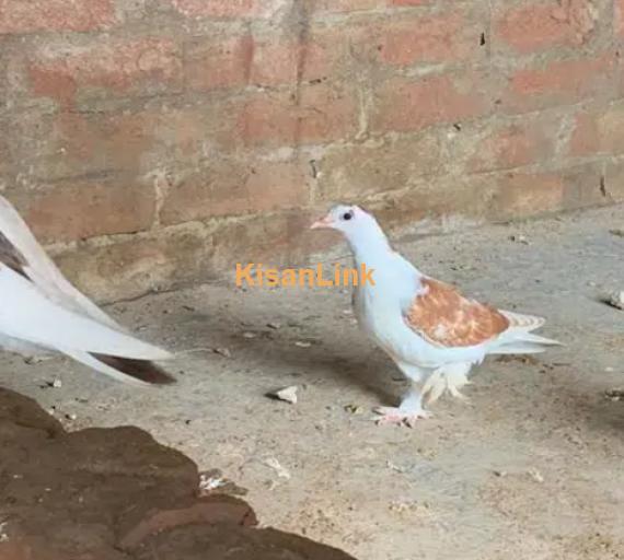 sharzi pigeons
