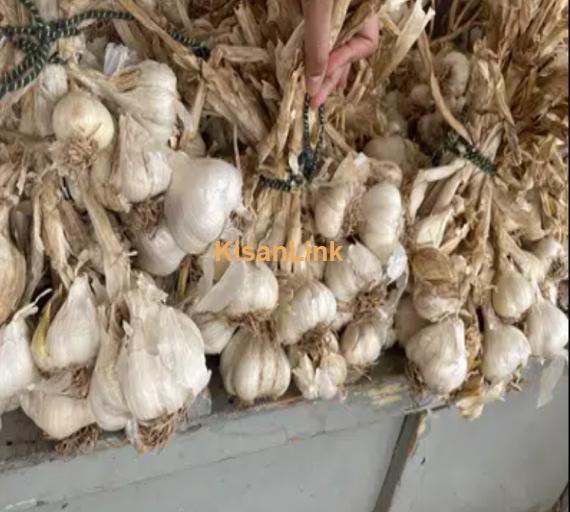 Top Quality G-1 Garlic (farm grown)