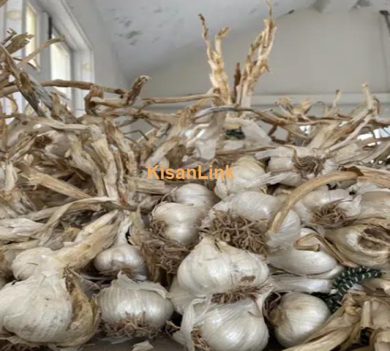 Top Quality G-1 Garlic (farm grown)