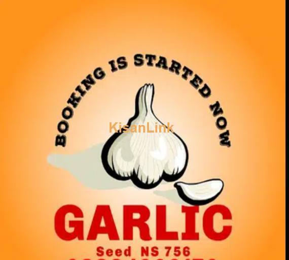 Seed Garlic NS 756. Rs:150/kg for home usage