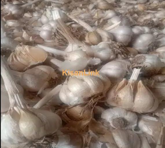 pure NARC G1 GARLIC available in swabi