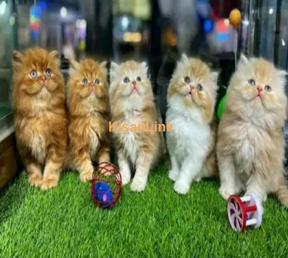 Tripple coated Persian Kittens