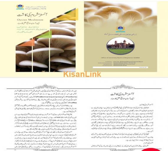 Mushroom Spawn (seeds) sale  in Pakistan. Rs.1000