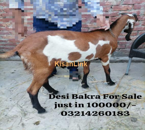 Beetal, Makhi Cheeni and Desi Bakray for Sale (03214260183)