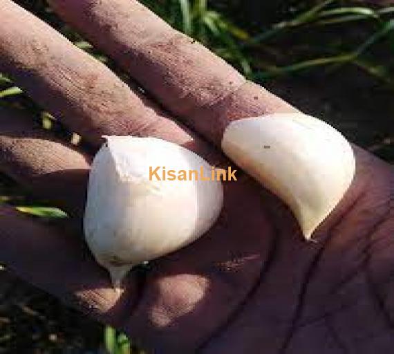 SALE- Dry G1 Narc Garlic Seed, Sukha ho lehsan beaj ! 03214382443 .