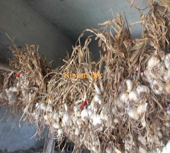 SALE- Dry G1 Narc Garlic Seed, Sukha ho lehsan beaj ! 03214382443 .