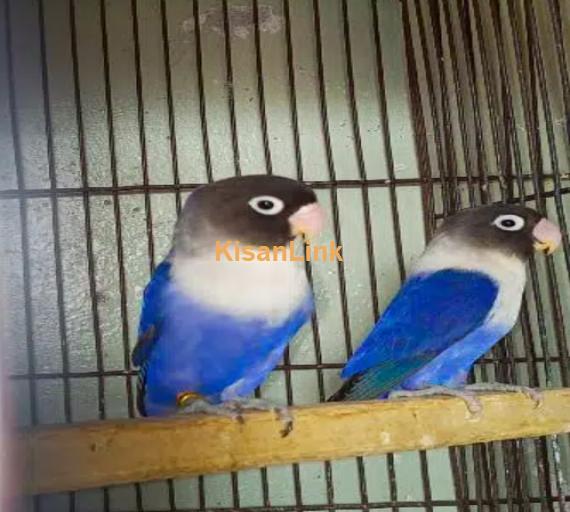 Blue mask love bird pair
