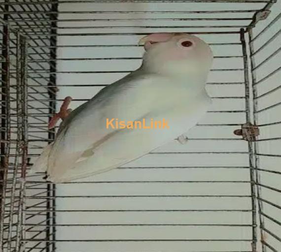 albino red eys female with dna age 10 minth
