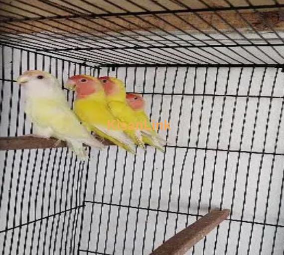 Love bird common latino 12 month age ready to breed pairs